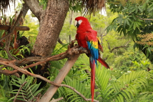 Protecting the rainforests