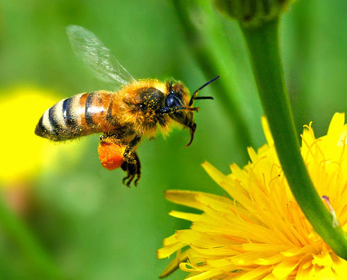 Pesticides and the decline of bees