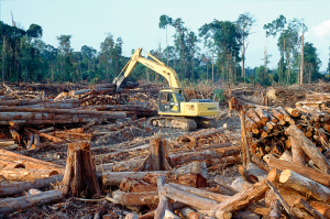 Climate change and deforestation