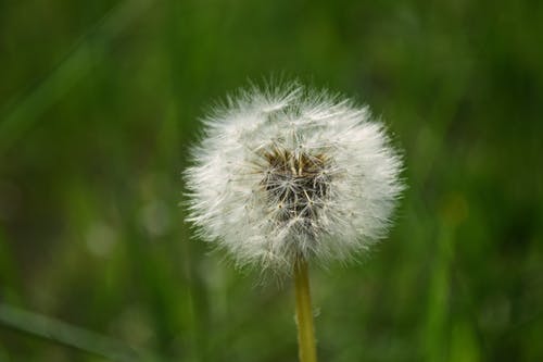 natural weed killers