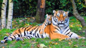 tiger extinction