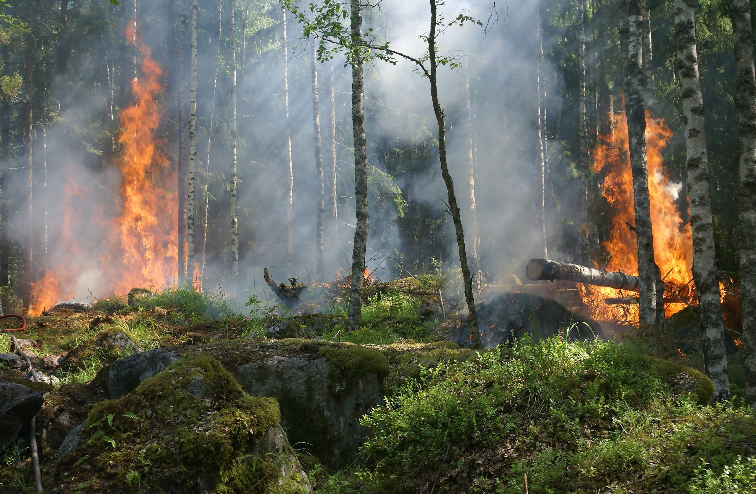 protecting the rainforests