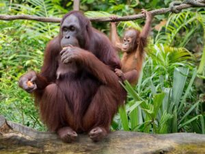 Protecting the rainforests