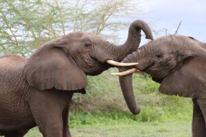 Protecting the rainforests