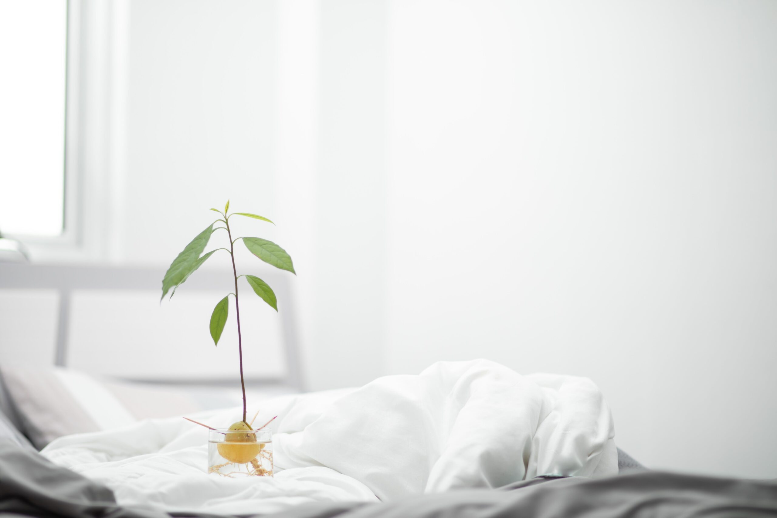 pexels-maahid-photos-6864822 Eco friendly beds